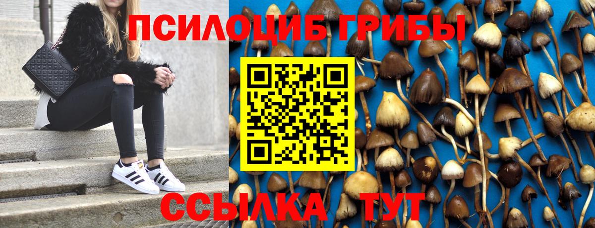 Галлюциногенные грибы Psilocybe Волжский